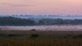 Shapwick Heath at dusk, with starling murmuration