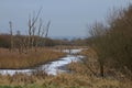 Midwinter On The Somerset Levels, England, UK Royalty Free Stock Photo