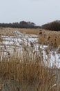 Shapwick Nature Reserve In Winter - Somerset, UK Royalty Free Stock Photo