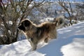 Shar mountain dog