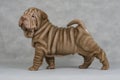 Shar-pei