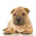 Shar pei