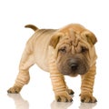 Shar pei