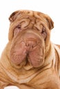 Shar pei