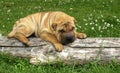 Shar pei, autralian shepherd in a meadow Royalty Free Stock Photo