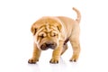 Shar Pei baby dog Royalty Free Stock Photo