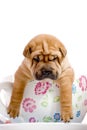 Shar Pei baby dog in a large cup Royalty Free Stock Photo