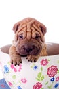 Shar Pei baby dog in a large cup Royalty Free Stock Photo