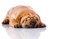 Shar Pei baby dog sleeping Royalty Free Stock Photo