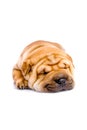 Shar Pei baby dog sleeping Royalty Free Stock Photo