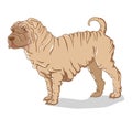 Shar Pei cream