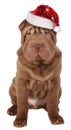 Shar pei dog with christmas hat