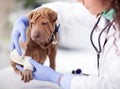 Shar Pei dog getting bandage after injury on his leg by a veter Royalty Free Stock Photo