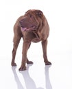 Shar Pei dog Royalty Free Stock Photo