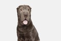 Shar-pei Dog Isolated on White Background Royalty Free Stock Photo