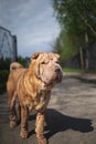 Shar Pei dog with leash standing on road