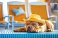 A shar pei dog lies near the pool against the backdrop of sun loungers. Generative AI Royalty Free Stock Photo