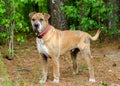 Shar pei dog with mange Royalty Free Stock Photo