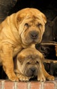 SHAR PEI Royalty Free Stock Photo