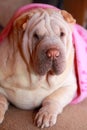 Shar pei dog pink blanket Royalty Free Stock Photo