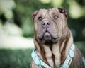 Shar Pei dog Royalty Free Stock Photo