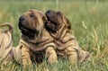 SHAR PEI Royalty Free Stock Photo