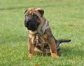 Shar-pei dog puppy portrait Royalty Free Stock Photo