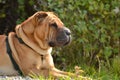 Shar Pei moment of rest in asunny day in a park Royalty Free Stock Photo