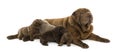 Shar Pei mom lying down, breastfeeding her puppies