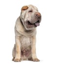 Shar Pei, 5 months old, sitting in front of white background Royalty Free Stock Photo