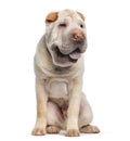 Shar Pei, 5 months old, sitting in front of white background Royalty Free Stock Photo