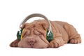 Shar-Pei Music Dreams