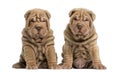 Shar Pei puppies sitting, looking at the camera Royalty Free Stock Photo