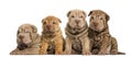 Shar Pei puppies sitting in a row,