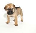 Shar pei Puppy Royalty Free Stock Photo