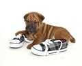 Shar pei Puppy Royalty Free Stock Photo