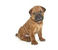 Shar pei Puppy Royalty Free Stock Photo