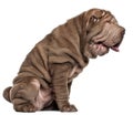 Shar Pei puppy, 3 months old, sitting Royalty Free Stock Photo