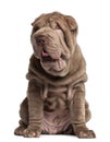 Shar Pei puppy, 3 months old, sitting