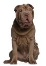 Shar Pei puppy, 5 months old, sitting Royalty Free Stock Photo