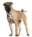 Shar Pei puppy, 6 months old, standing