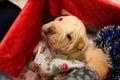 Shar pei puppy as a christmas present