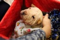 Shar pei puppy as a christmas present