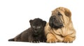 Shar pei puppy and Black Leopard cub lying down