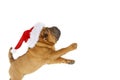 Shar pei puppy in christmas hat Royalty Free Stock Photo