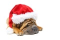 Shar pei puppy in christmas hat Royalty Free Stock Photo