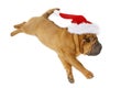 Shar pei puppy in christmas hat Royalty Free Stock Photo