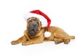 Shar pei puppy in christmas hat Royalty Free Stock Photo