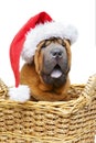 Shar pei puppy in christmas hat