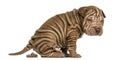 Shar Pei puppy defecating, looking at the camera, Royalty Free Stock Photo